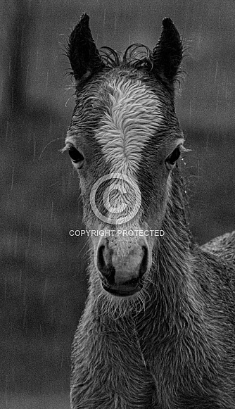 Wild foal in the rain