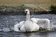 Trumpeter swan (Cygnus buccinator)