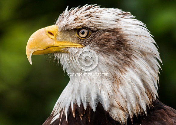 Young Bald Eagle Profile Shot