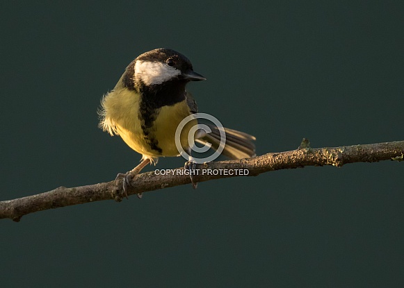 Great Tit in Evening Light