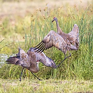 Sandhill Crane Dancing in a Field