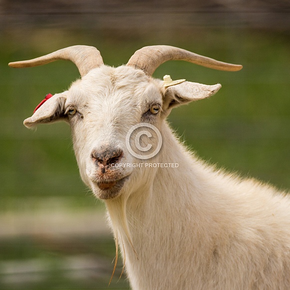 Farm goat