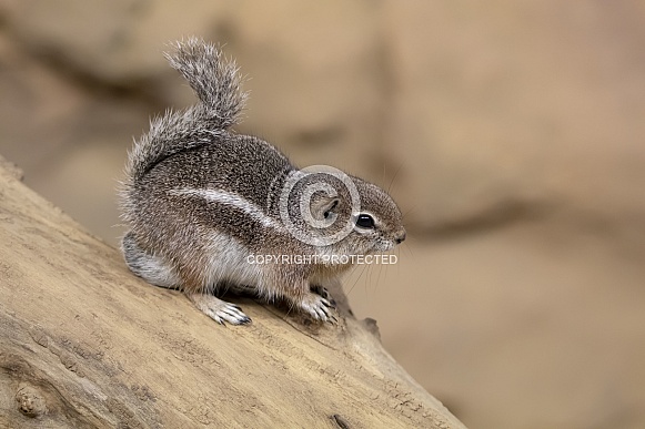 Harris's antelope squirrel (Ammospermophilus harrisii)