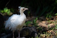 Indian peafowl chick