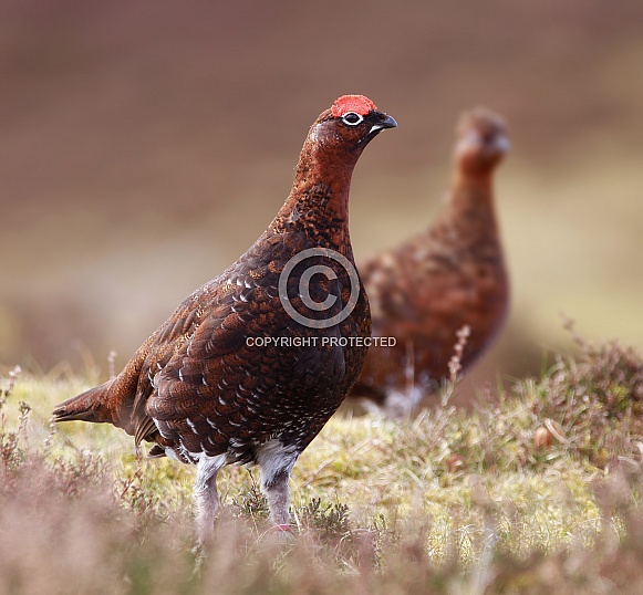 Red Grouse male