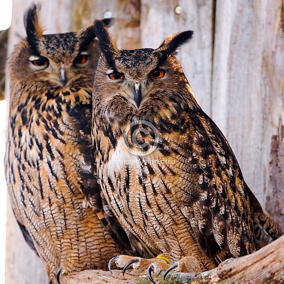 Pair of Eagle Owls