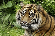 Sumatran Tiger Close Up Face
