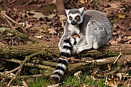 Ring Tailed Lemur In Woodland