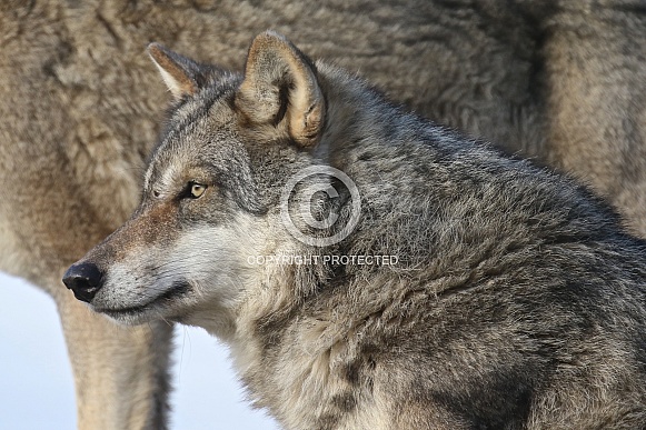 european wolf