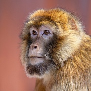 Barbary macaque (macaca sylvanus)
