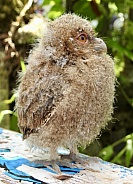 Baby Bengal Eagle Owl