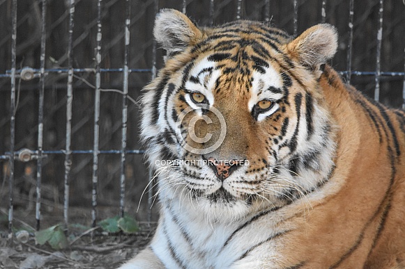 Female Amur Tiger