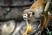 Young squirrel Monkey