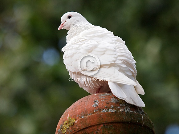 White dove (Columbidae)