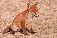 Young Red Fox (vulpes vulpes)