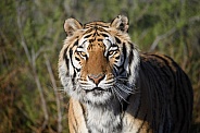 Head shot of a tiger