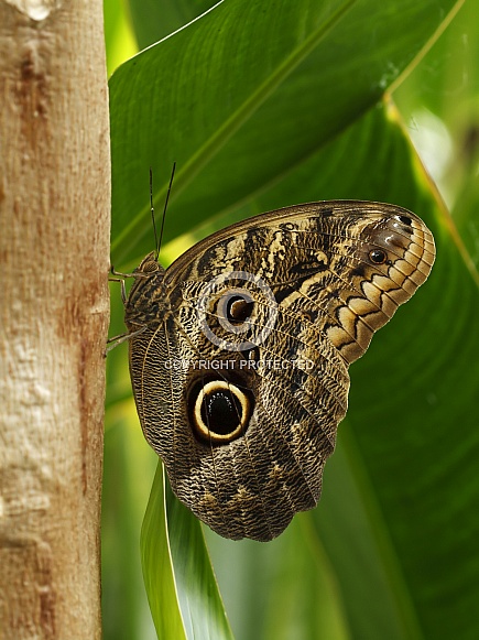 Owl Butterfly (Caligo Memnon)