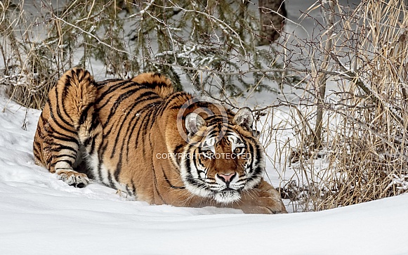 Siberian Tiger-Prey Watching