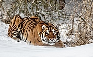 Siberian Tiger-Prey Watching