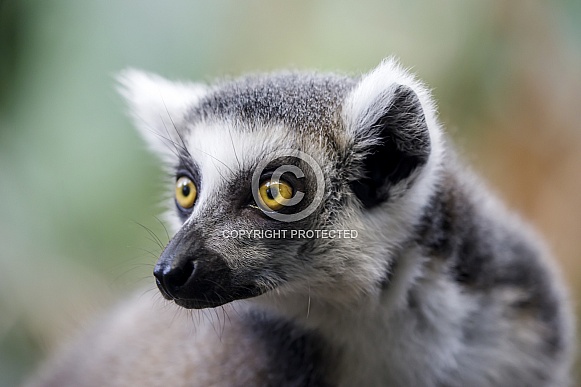 Ring-Tailed Lemur (lemur Catta)