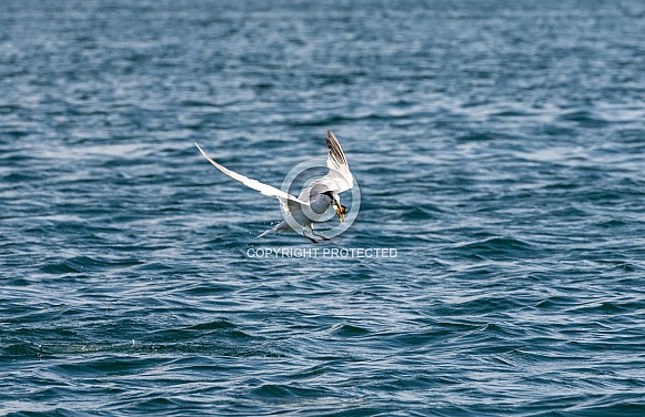 Common Tern flying with a fish