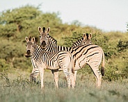 Burchell's Zebra family group