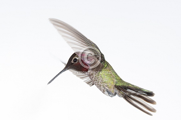 Anna's hummingbird, Calypte anna