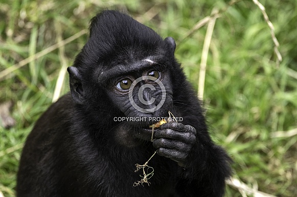 Baby Sulawesi Crested Macaque
