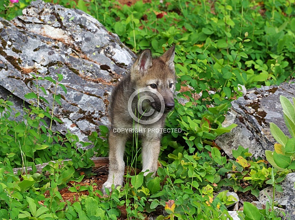 Tundra Wolf pup