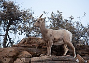 Ovis canadensis nelsoni, desert big horned sheep