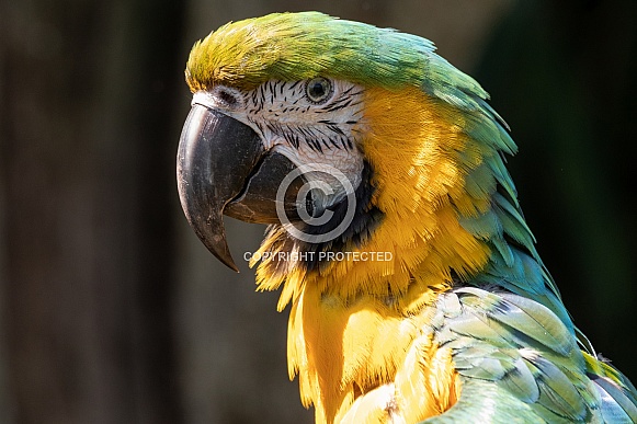 Blue and Gold Macaw Side Profile Close Up
