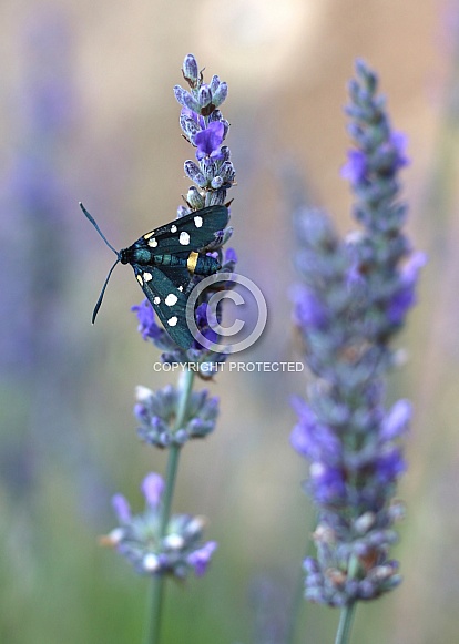 Nine-Spotted Moth On Lavender