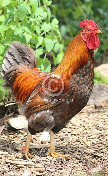 Red Rooster Strutting