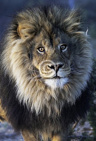 Close up photo of a male African Lion