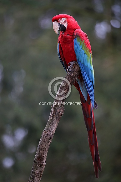 Green winged Macaw (Ara chloropterus)