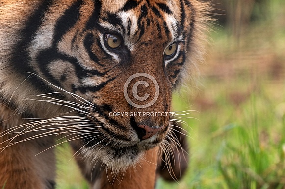 Close Up Sumatran Tiger