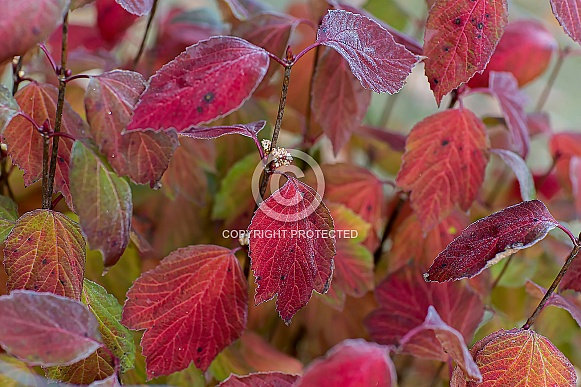 Vibrant Fall Colors on a Cranberry Bush