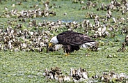 Bald eagle eating in the oyster beds