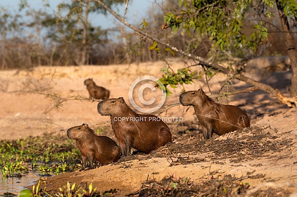 Capybaras On Alert