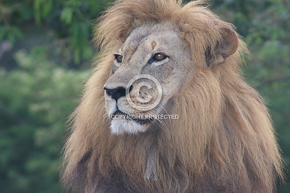 A  male lion headshot.