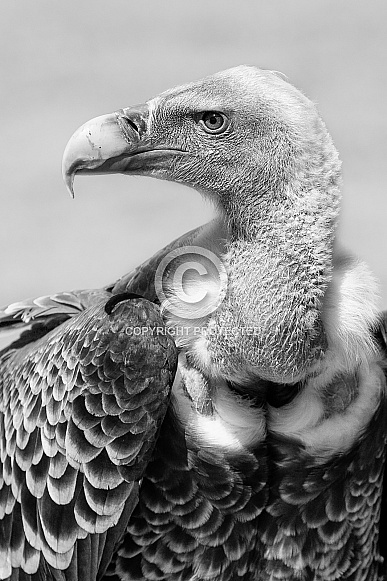 Portrait of griffon vulture
