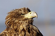White-tailed Eagle 2