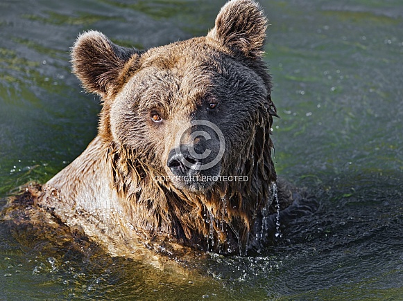Bear bathing