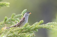 White-crowned Sparrow in a Spruce Tree