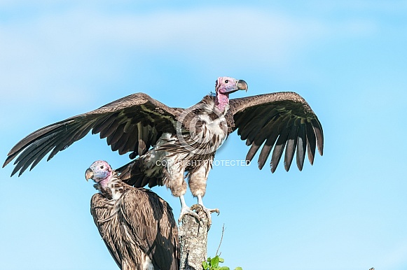Pair of Lappet-Faced Vultures