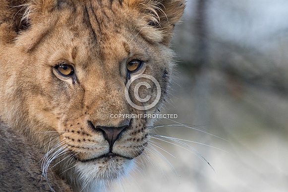 African Lioness(Panthera Leo)