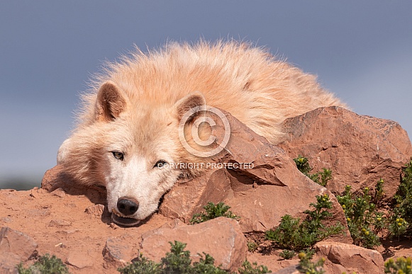 Arctic Wolf Lying Down In Sunshine