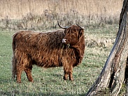 HIghland Cattle