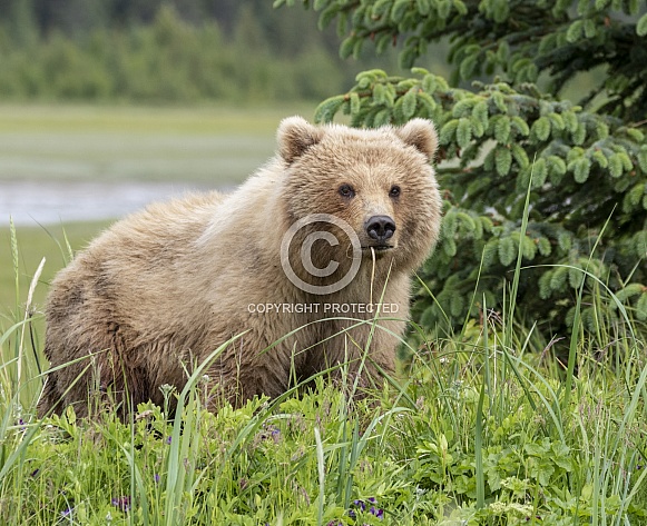 Female bear chewing on a weed