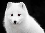 Arctic Fox-Northern Princess